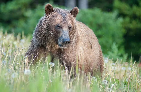Niedźwiedź Grizly Dziczy — Zdjęcie stockowe