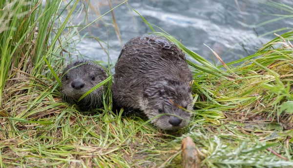 wild otters in wild nature