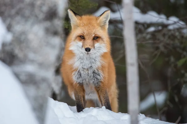 Rotfuchs Der Kanadischen Wildnis — Stockfoto