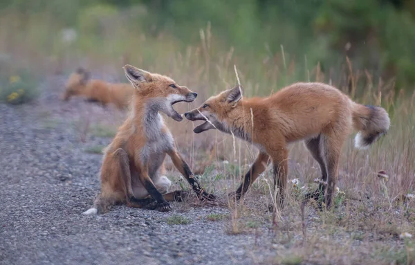 野生の自然の中で草の上にかわいい赤いキツネ — ストック写真