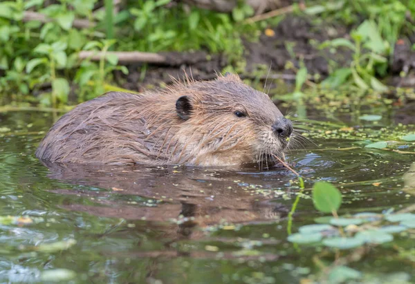 Bever Het Wild — Stockfoto