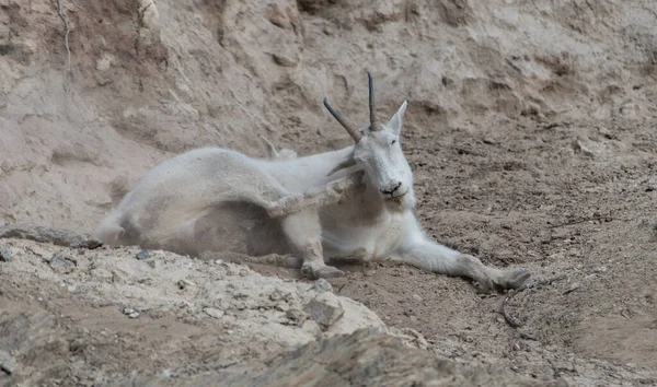 Dağ Keçisi Vahşi Ulusal Park Jasper Kanada — Stok fotoğraf