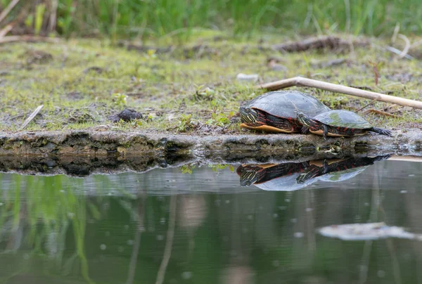 Painted Turtle Wild — Stock Photo, Image