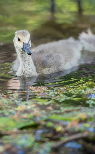 Gosling Dans Nature — Photo