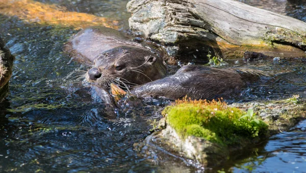 Loutres Sauvages Gros Plan Dans Nature — Photo