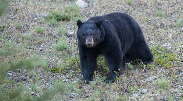 Urso Negro Natureza — Fotografia de Stock