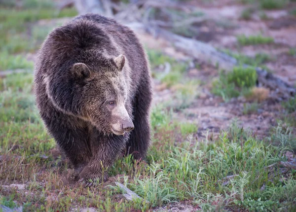 Medvěd Grizzly Divočině — Stock fotografie