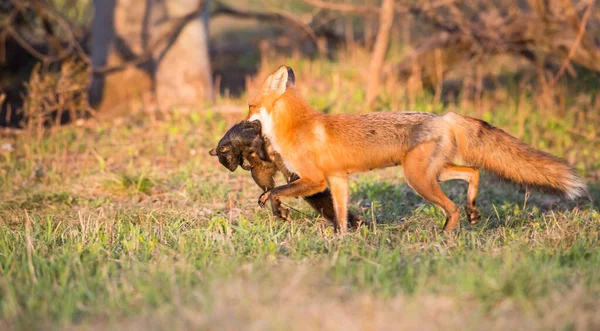 Mignon Renards Rouges Sur Herbe Nature Sauvage — Photo