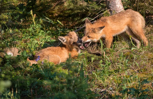 Raposa Vermelha Natureza — Fotografia de Stock