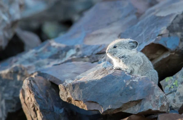 Pika Ameaçada Kananaskis Alberta Canadá — Fotografia de Stock