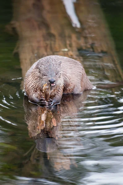 Close Lontra Selvagem Natureza — Fotografia de Stock