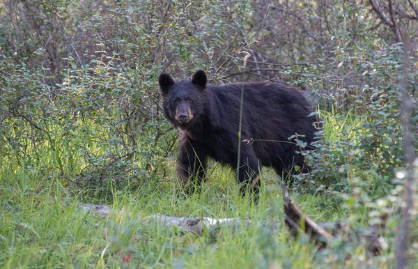 Μαύρη Αρκούδα Στην Άγρια Φύση — Φωτογραφία Αρχείου