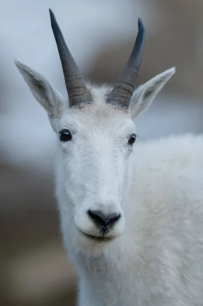 Mountain Goat Wild Park Narodowy Jasper Kanada — Zdjęcie stockowe