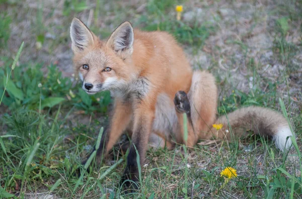 Cute Red Foxes Grass Park — Stock Photo, Image