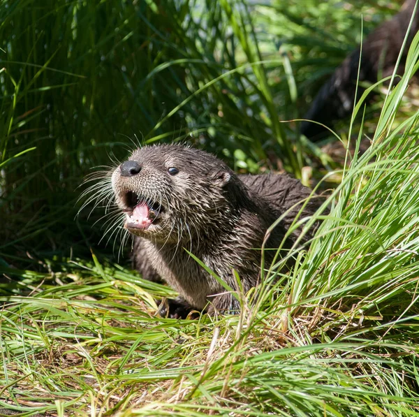 Closeup River Otter Wild Nature — Stock Photo, Image