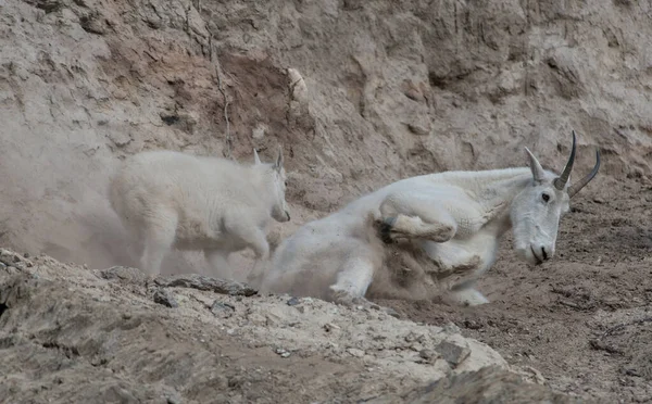 Κατσίκες Του Βουνού Μητέρα Και Μωρό Άγρια Εθνικό Πάρκο Ίασπη — Φωτογραφία Αρχείου