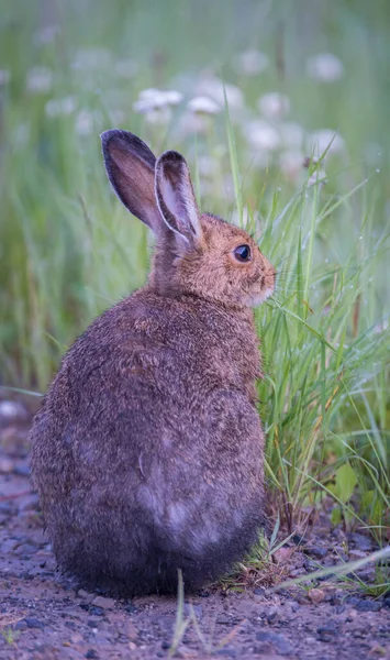 カナダの荒野での共有 — ストック写真