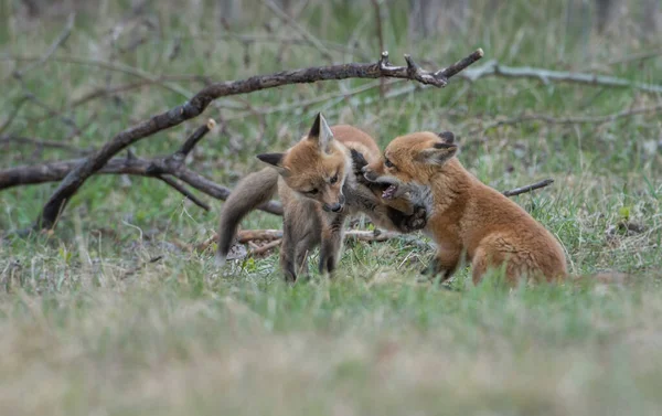 Schattige Rode Vossen Gras Park — Stockfoto