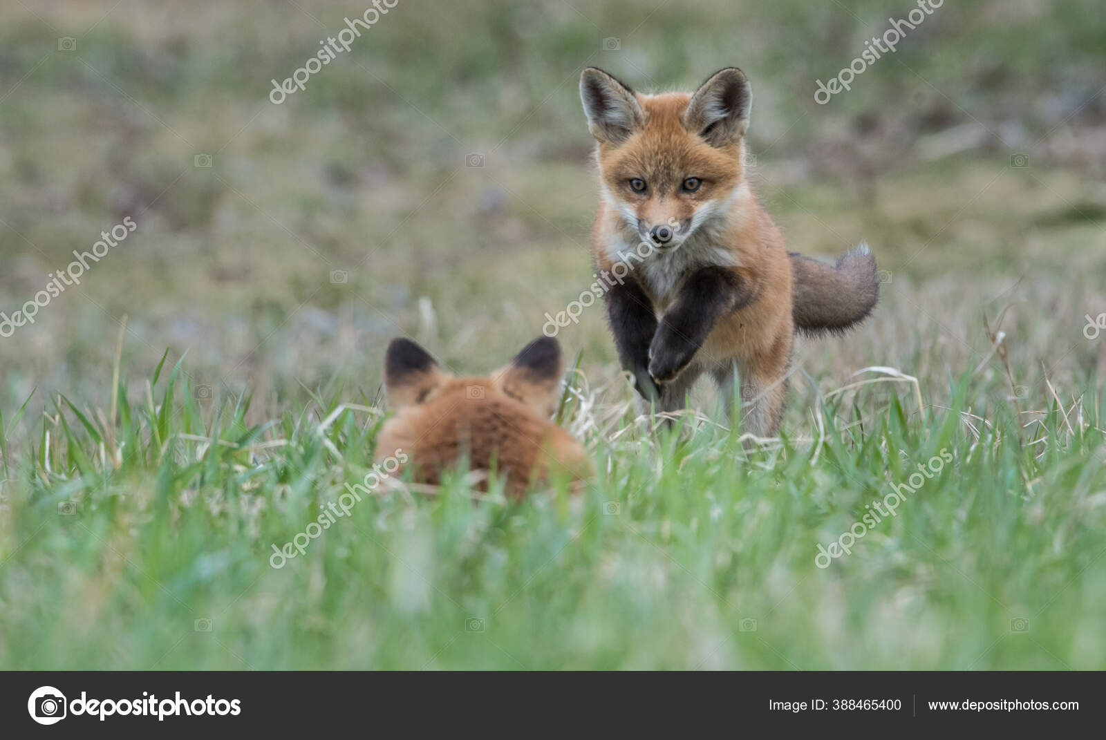 Red Fox Canada — Stock Photo © jill@ghostbear.org #388465400
