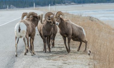 Koca boynuzlu koyunlar vahşi doğada