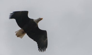 Vahşi doğada kel kartal