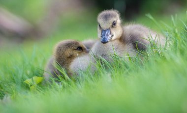 Kanada kazı doğada