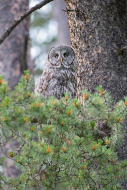 Büyük gri baykuş vahşi doğada, alberta, Kanada