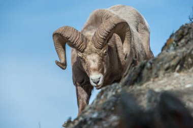 Koca boynuzlu koçlar vahşi doğada