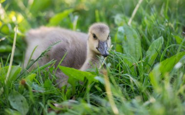 Vahşi doğada homurdanmak