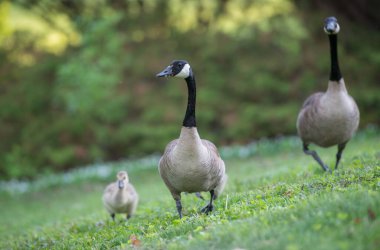 Vahşi doğada homurdanmak
