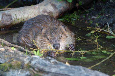 Vahşi doğada kunduz