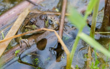 Vahşi doğada boğa kurbağası