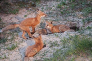Red fox in the wild clipart