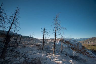 Yellowstone Ulusal Parkı 'nda Mamut