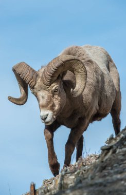 Koca boynuzlu koçlar vahşi doğada