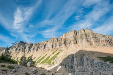 Dağ Keçisi vahşi, ulusal park, Jasper, Kanada