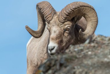 Koca boynuzlu koçlar vahşi doğada