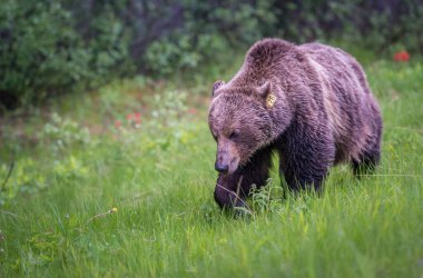 Kanada vahşi doğasında boz ayı