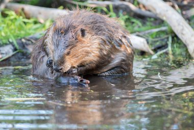 Vahşi doğada kunduz