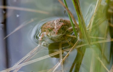 Kanada 'nın vahşi doğasında kurbağa.