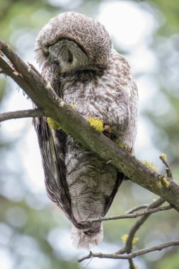 Büyük gri baykuş vahşi doğada, alberta, Kanada
