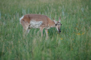 Kara ayı vahşi doğada