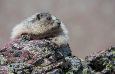 Vahşi doğada dağ sıçanlarının yakın çekimi. 
