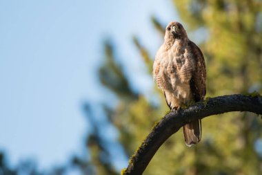 Vahşi doğadaki şahin 