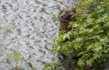 Vahşi doğada kahverengi boz ayı