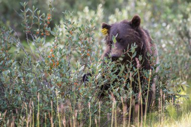 Kanada vahşi doğasında boz ayı