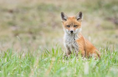 Vahşi doğada çimlerin üzerinde sevimli kızıl tilkiler