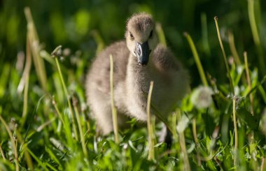 Vahşi doğada homurdanmak