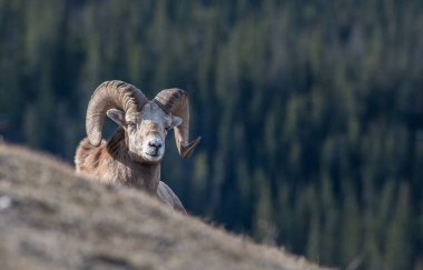 Koca boynuzlu koçlar vahşi doğada