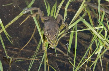 Sıkıcı Koro Kurbağası vahşi doğada